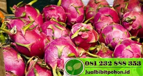 Cara Menanam Buah Naga Yang Benar | Bibit Pohon ...