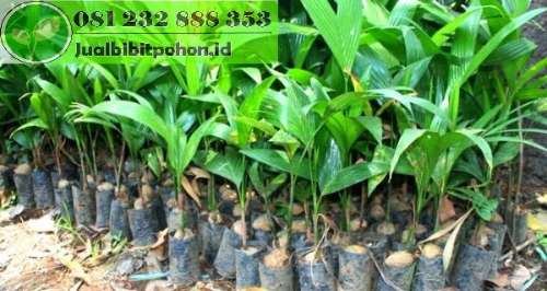 Bibit Kelapa Super Harga Grosir Murah