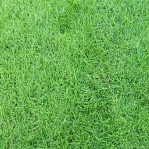 Jual Rumput Jepang Harga Grosir Murah Siap Tanam 2025 3 Jual Rumput Bermuda 3