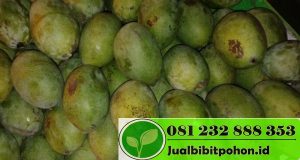 Mangga Manalagi Situbondo