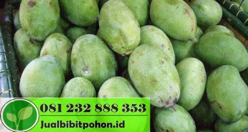  Mangga  Manalagi  Situbondo1 Jual Bibit Pohon Dan Tanaman