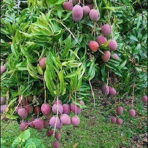 bibit mangga irwin Jual Bibit Pohon 081232888353