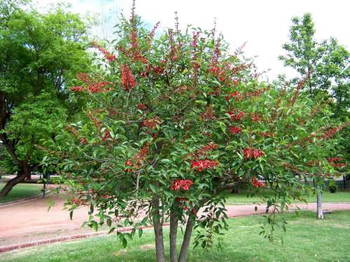 Jual Pohon Dadap Merah (2–4 m & 5 m) Promo Spesial 2025 7 Bibit Dadap Merah Harga Grosir Murah