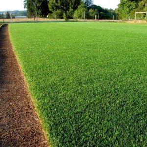 Jual Rumput Jepang Harga Grosir Murah Siap Tanam 2025 1 jual rumput 300x300 1