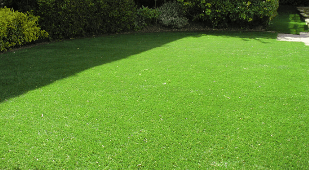 Jual Rumput Jepang Harga Grosir Murah Siap Tanam 2025 4 jual rumput jepang 4