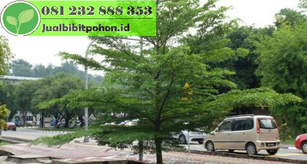 Bibit Ketapang Kencana Harga Grosir Murah Kualitas Super 2025 2 Bibit Ketapang Kencana Harga Grosir Murah Kualitas Super