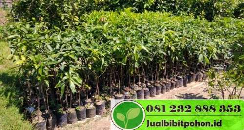 Bibit Mangga Arum Manis Super – Jual Bibit Pohon Dan Tanaman