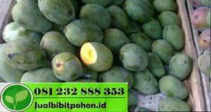 Mangga Manalagi Probolinggo