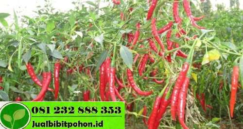 Bibit Cabe Hibrida F1