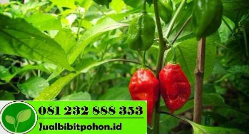  Jual Bibit Cabai Rawit Setan Jual Bibit Pohon 081259607884