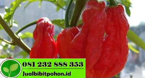  Jual Bibit Cabai Rawit Setan Jual Bibit Pohon 081259607884