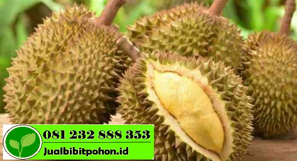 Keistimewaan Durian Bawor Dibanding Durian Lain 1 1