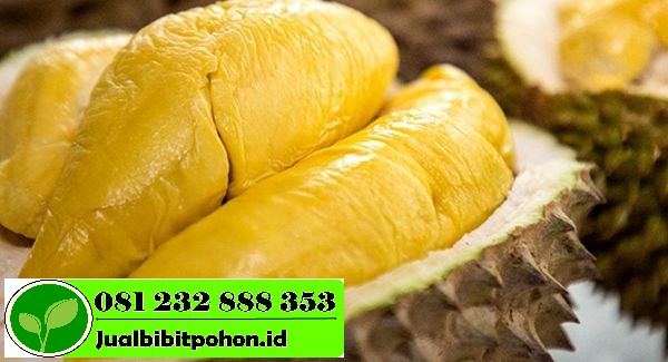 durian 1152x550 1 1