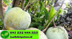 Bibit Mangga Kelapa  Harga Murah Berkualitas Jual Bibit 