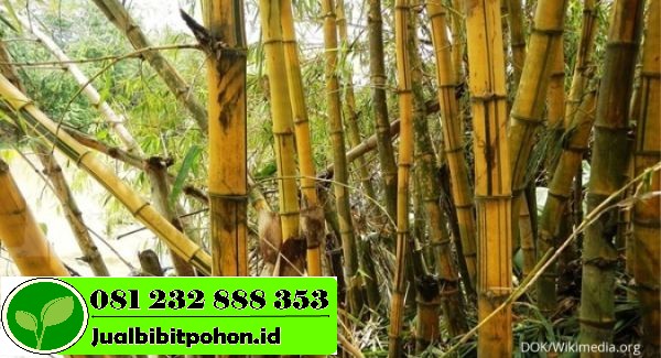 Harga Terjangkau Bibit Unggul Bambu Kuning