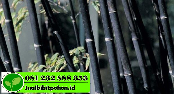 Jual Bibit Bambu Hitam Kualitas Unggul dan Harga Murah