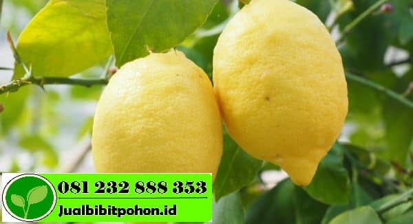 Jual Bibit Jeruk Lemon Harga Murah Kualitas Unggul