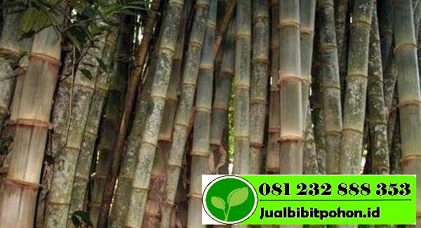 bibit bambu petung unggul 1 1