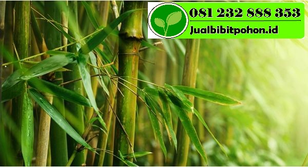 Bibit Bambu  China  Berkualitas Unggul Bibit Pohon 