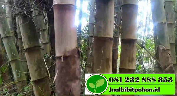 Jual Bibit Unggul Bambu  Petung  Murah Bibit Pohon 