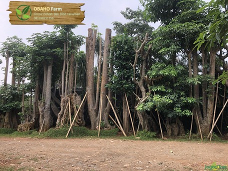 Jual Pohon Pule Di Serang Banten Khusus Proyek