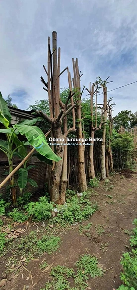 Jual Pohon Pule di Kupang Ukuran Besar Lingkar 1 2 3 4 5 Meter Harga Murah 6 Jual Pohon Besar 1