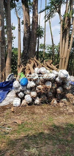 Jual Pohon Pule di Mataram Ukuran Besar Lingkar 1 2 3 4 5 Meter Harga Murah 8 Jual Pohon Besar 2