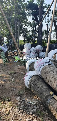 Jual Pohon Pule di Palangkaraya Ukuran Besar Lingkar 1 2 3 4 5 Meter Harga Murah 8 Jual Pohon Besar 26