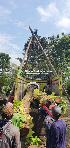 Jual Pohon Pule di Kupang Ukuran Besar Lingkar 1 2 3 4 5 Meter Harga Murah 8 Jual Pohon Besar 3