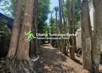 Jual Pohon Besar 31