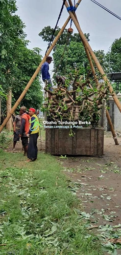 Jual Pohon Besar 33