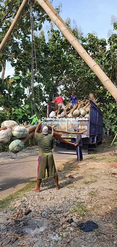 Jual Pohon Pule di Mataram Ukuran Besar Lingkar 1 2 3 4 5 Meter Harga Murah 5 Jual Pohon Besar 4