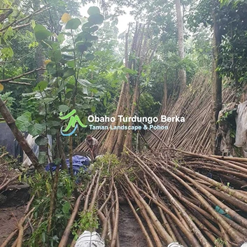Jual Pohon Pule Di Serang Banten Khusus Proyek