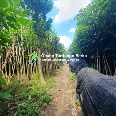Jual Pohon Pule di Mamuju Harga Terbaik 2025 – Kirim Cepat & Pohon Sehat 7 Jual Pohon Besar 43