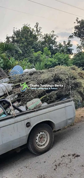 Jual Pohon Pule di Mamuju Harga Terbaik 2025 – Kirim Cepat & Pohon Sehat 8 Jual Pohon Besar 44