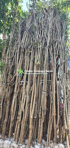 Jual Pohon Pule Di Serang Banten Khusus Proyek