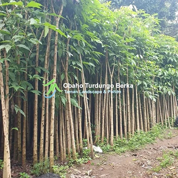 Jual Pohon Pule Di Serang Banten Khusus Proyek