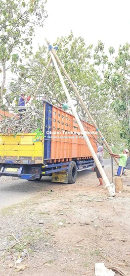 Jual Pohon Pule Di Pangkal Pinang Khusus Partai dan Besar 2025 20 Jual Pohon Besar 6