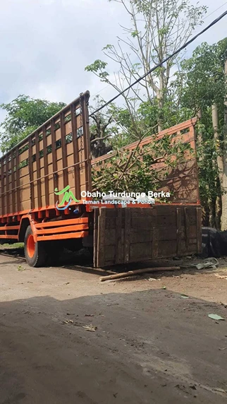 Jual Pohon Pule Di Pangkal Pinang Khusus Partai dan Besar 2025 18 Jual Pohon Besar 7