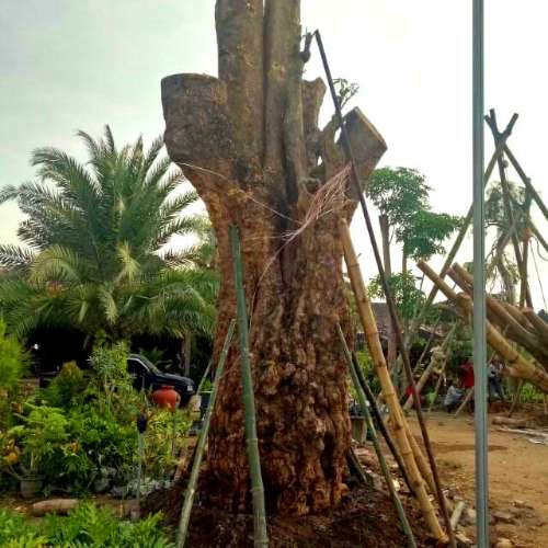Jual Pohon Pule Besar Jumbo Taman 2025 1 Jual Pohon Pule Besar