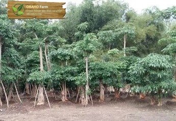 Jual pohon pule besar di serang