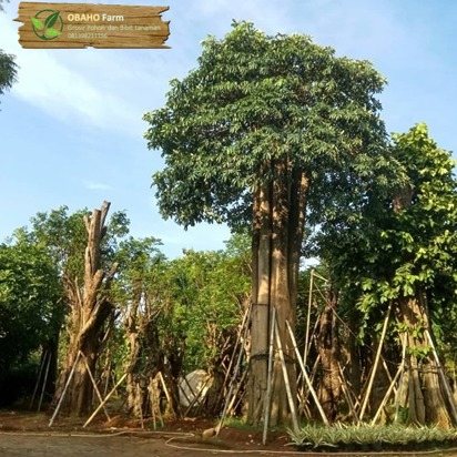 Jual pohon pule di serang 1