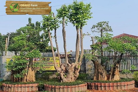 Jual pohon pule di serang 2