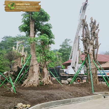 Jual pohon pule di serang murah