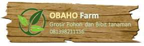 Jual pohon pule di serang