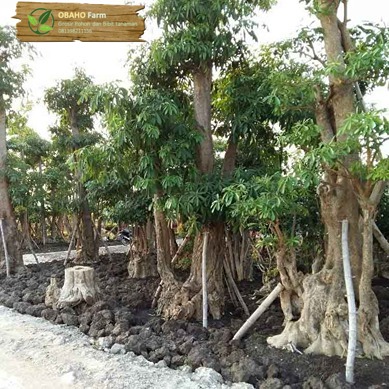 Jual Pohon Pule Di Serang Banten Khusus Proyek