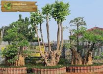 jual pohon pule lingkar 3 meter di Jakarta