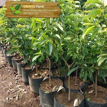 Jual Bibit Pohon Terdekat