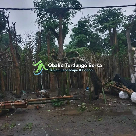 Beli Pohon Pule di di Jakarta Utara