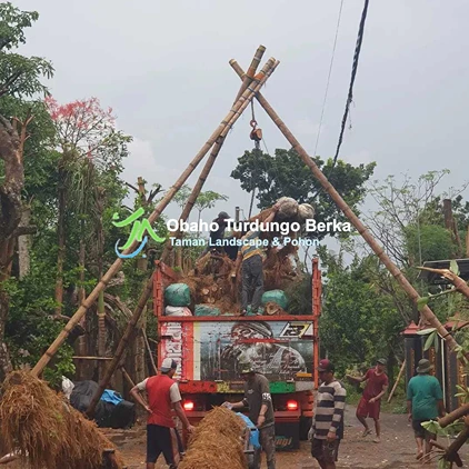 Jual Pohon Pule di Gorontalo